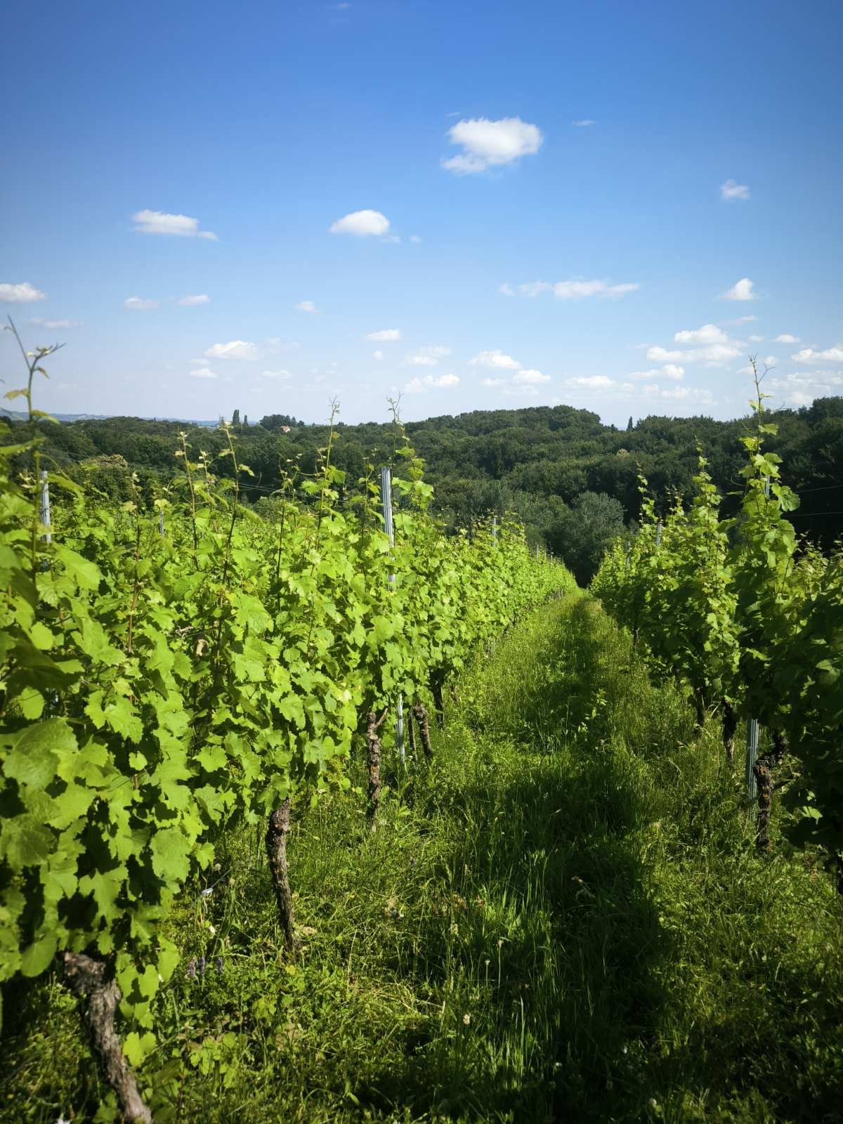 Priznanja za vina Vina Fekonja