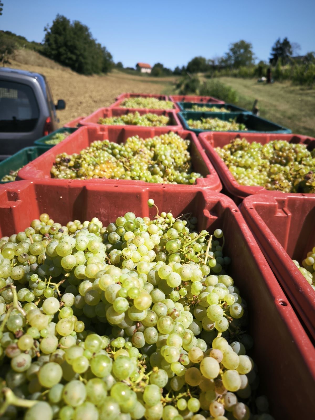 Grozdje v vinogradu Vina Fekonja
