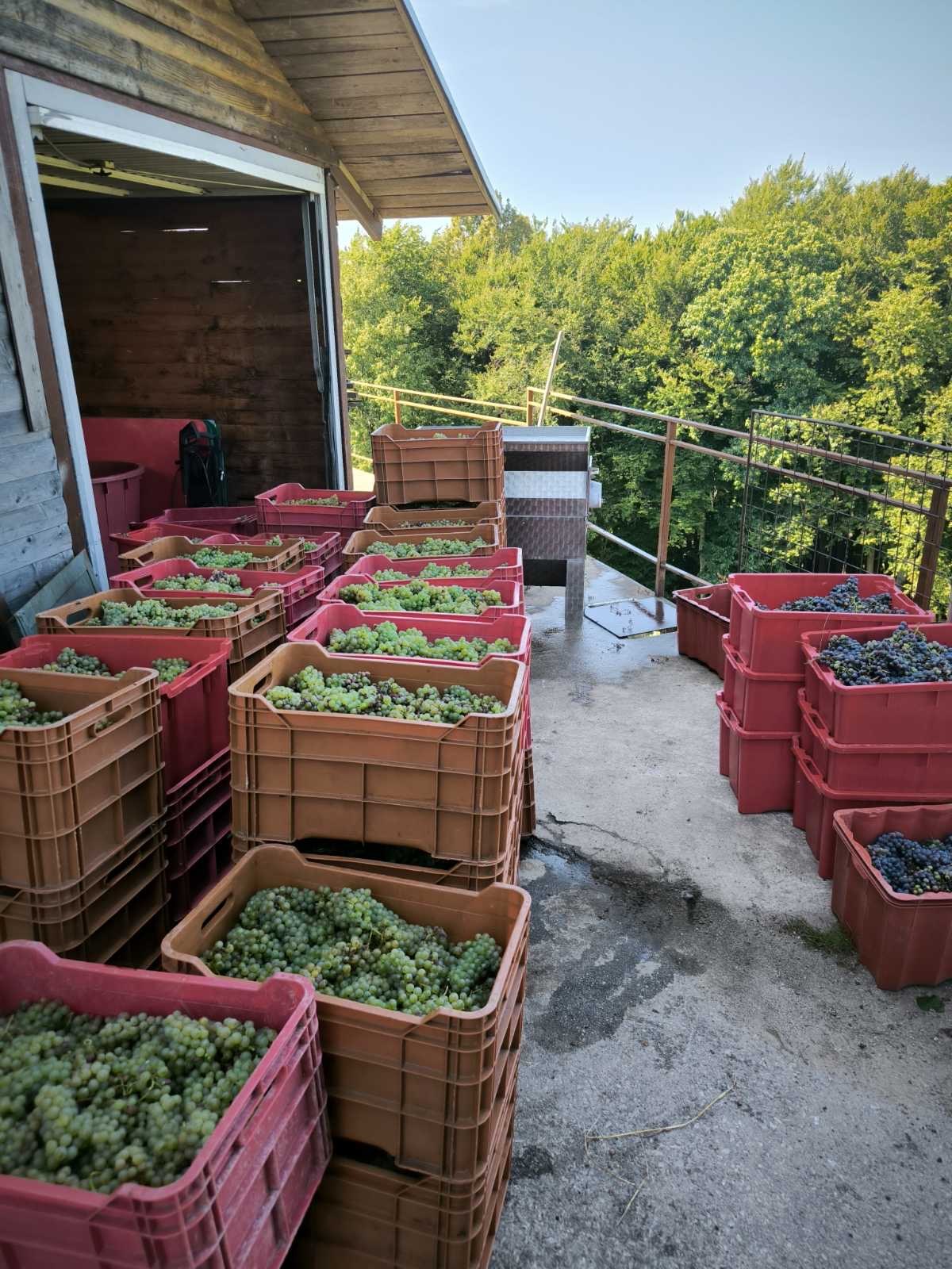 Trgatev v vinogradu