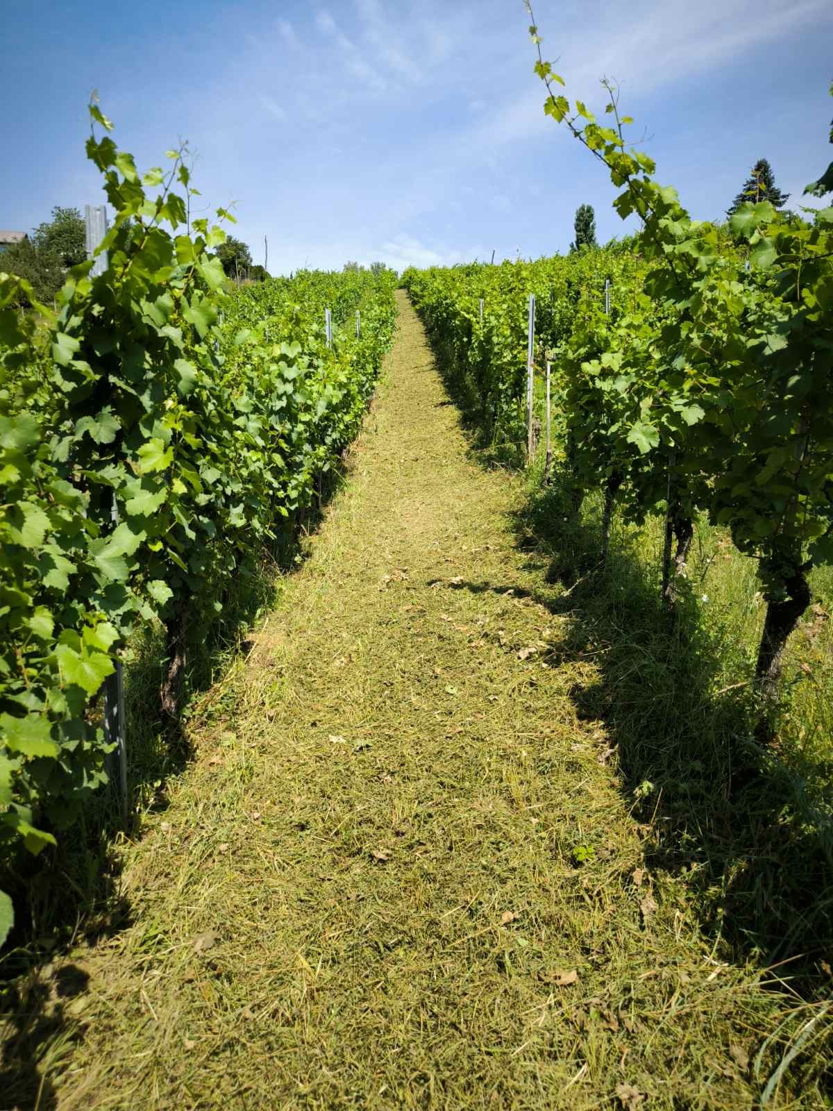 Vinograd