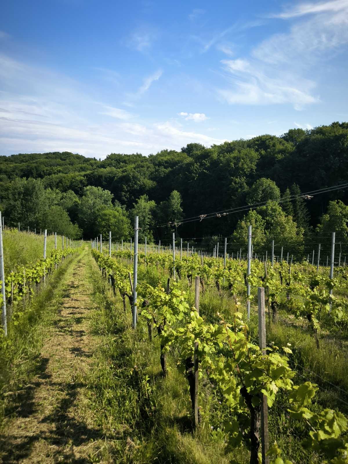 Vinograd