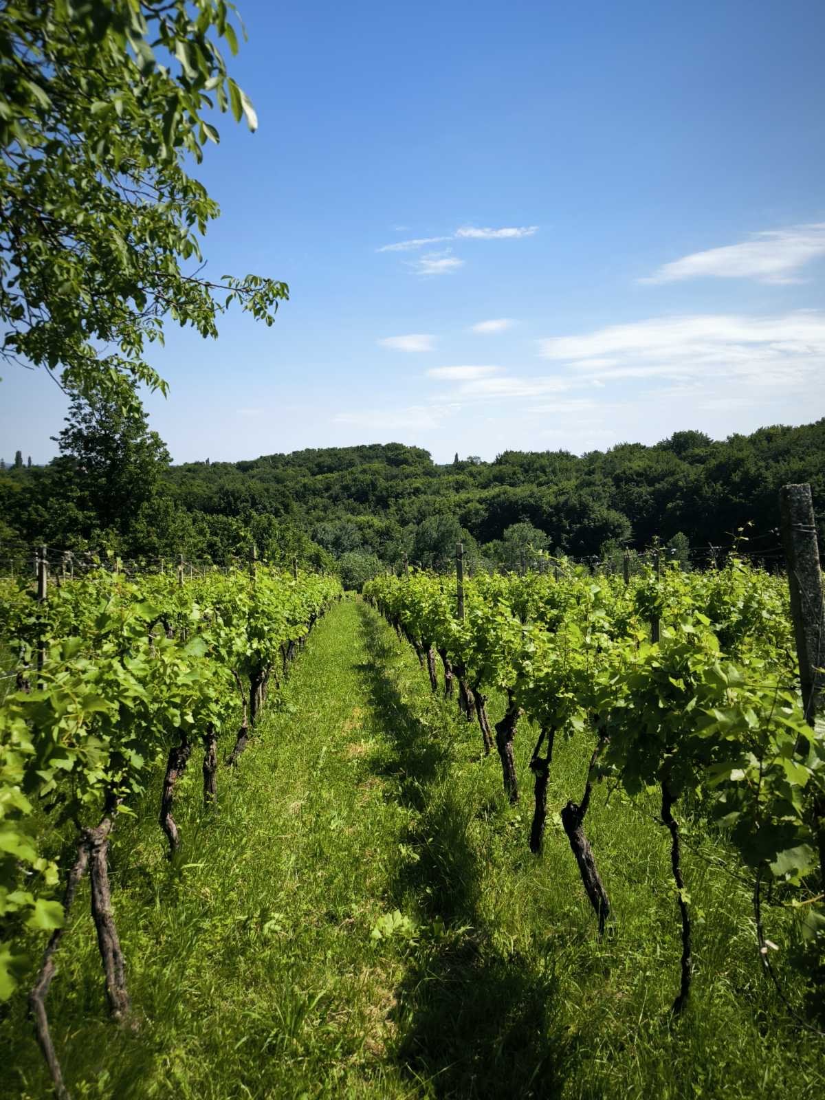 Vinograd in pokrajina