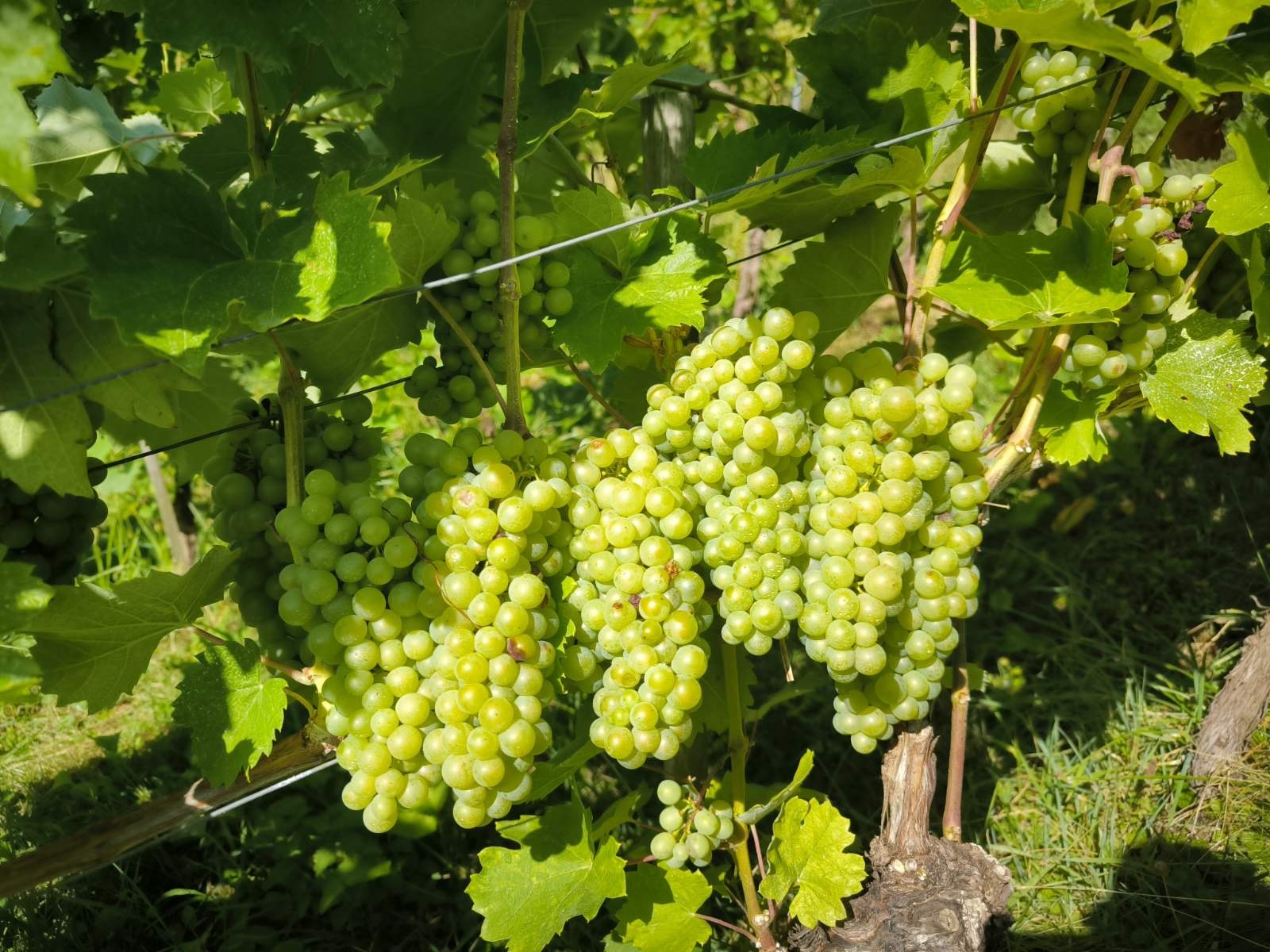 Vinograd in pokrajina