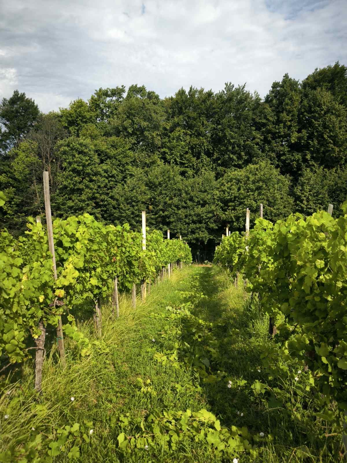 Vinograd