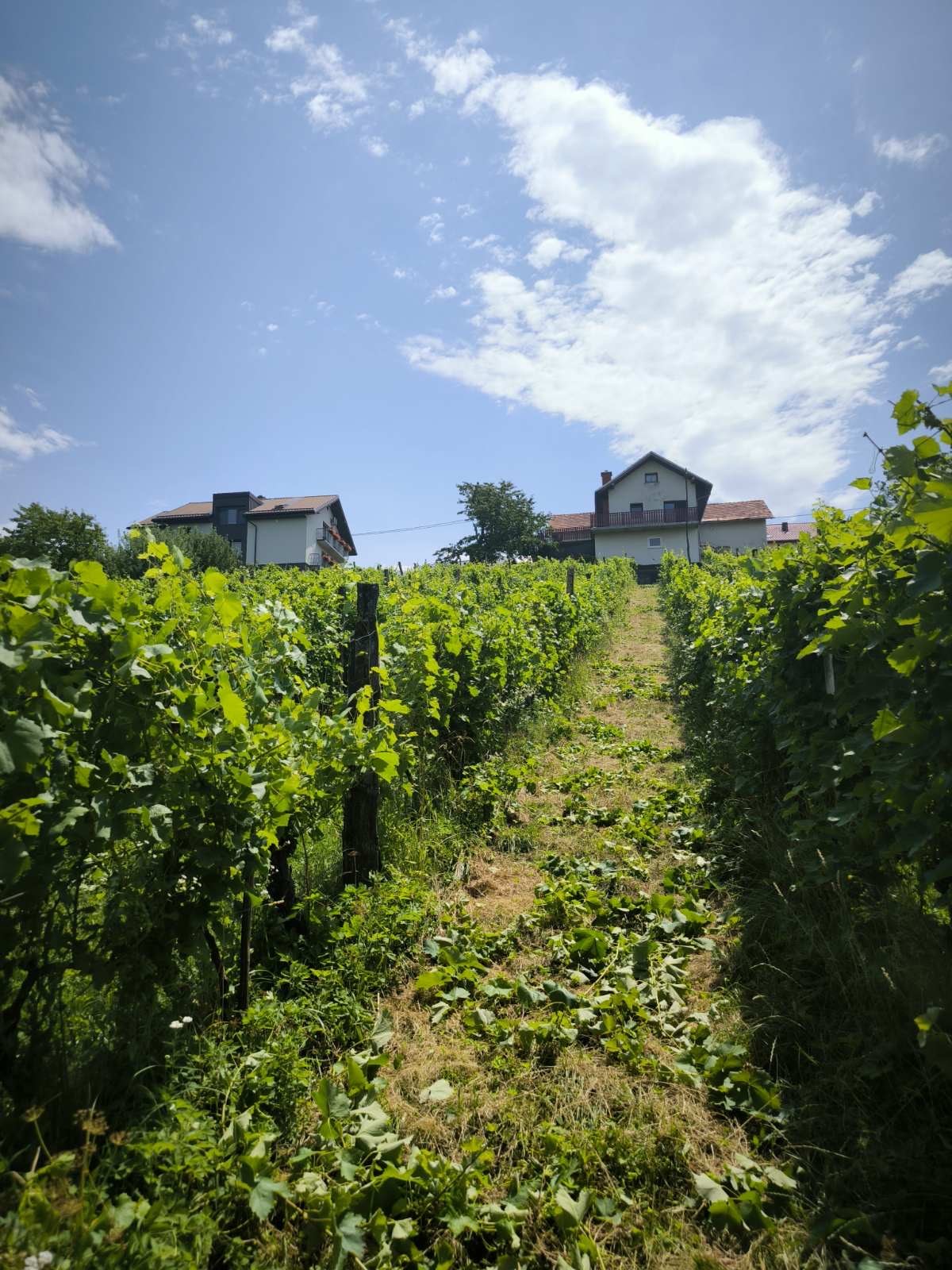 Vinograd